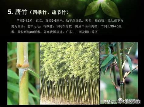 楊登嵙 觀賞竹品種